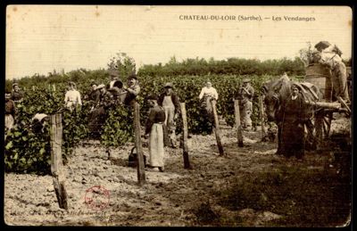 Château-du-Loir, les vendanges, carte postale, cliché Cocu, début du XXe s. (Archives départementales de la Sarthe, 2 Fi 2804).jpg