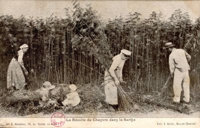 La récolte du chanvre dans la Sarthe, carte postale, Rousseau éditeur, début du XXe siècle (Archives départementales de la Sarthe, 2 Fi 2409).jpg